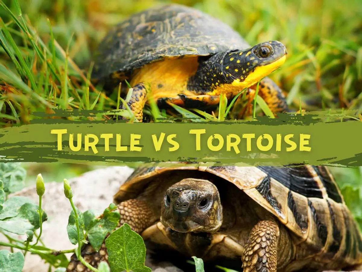 turtle vs tortoise