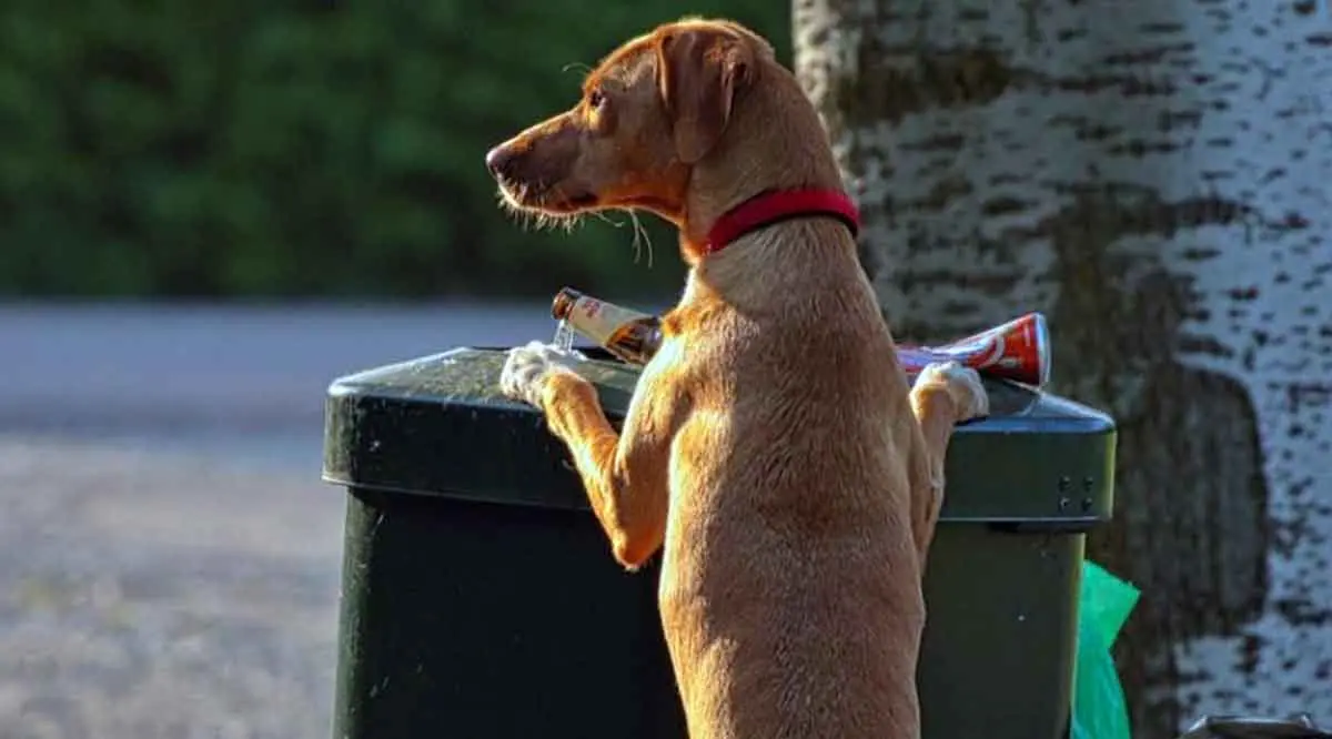 dog in trash