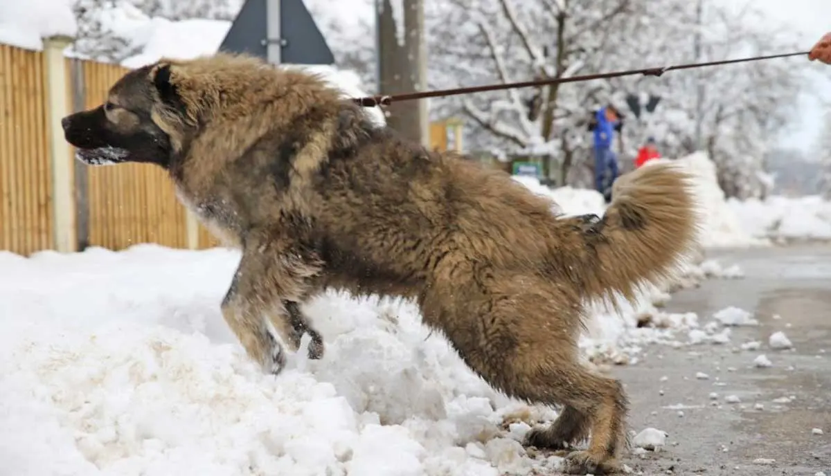 training russian bear dog