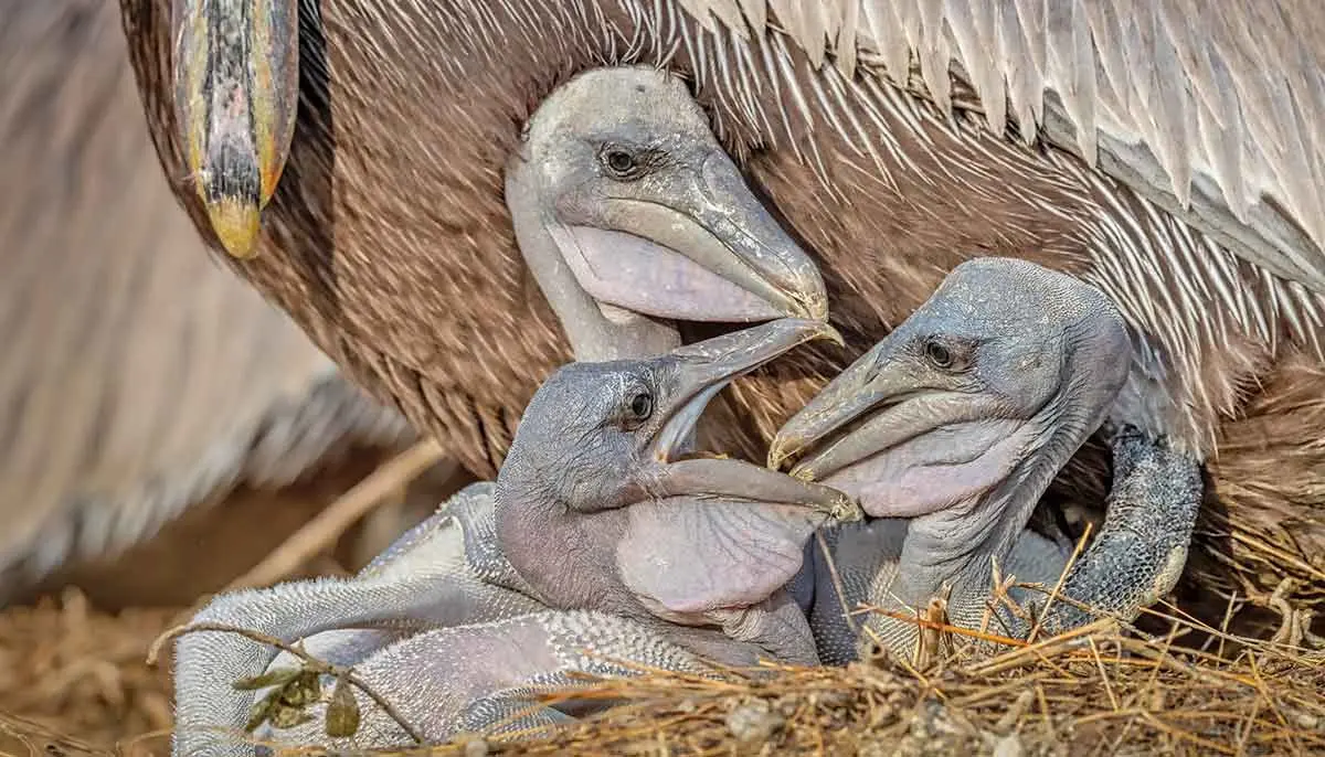 brown pelican chicks nest