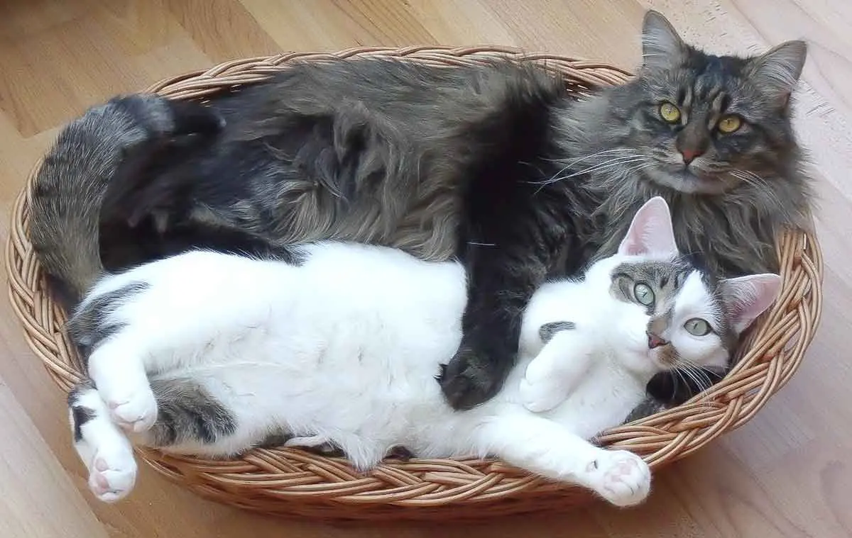 main coon cats