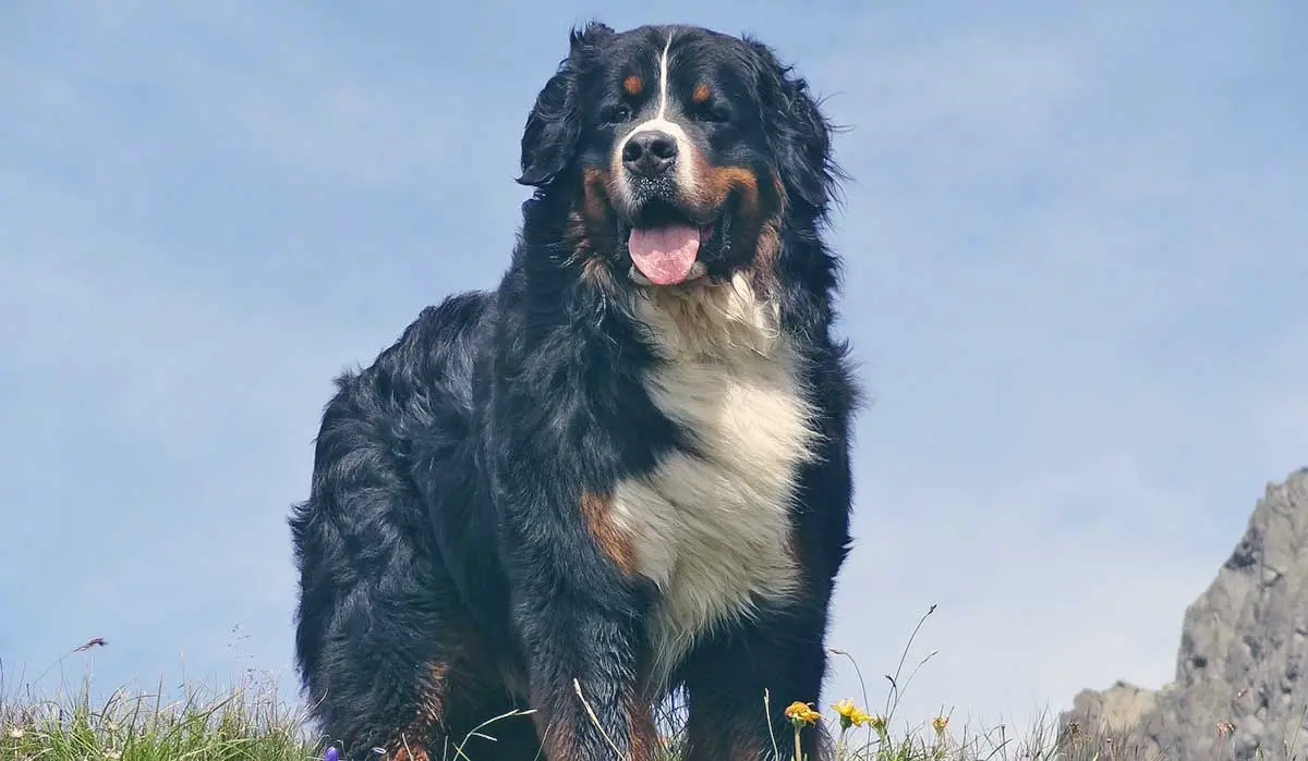 bernese mountain dog standing on hill top