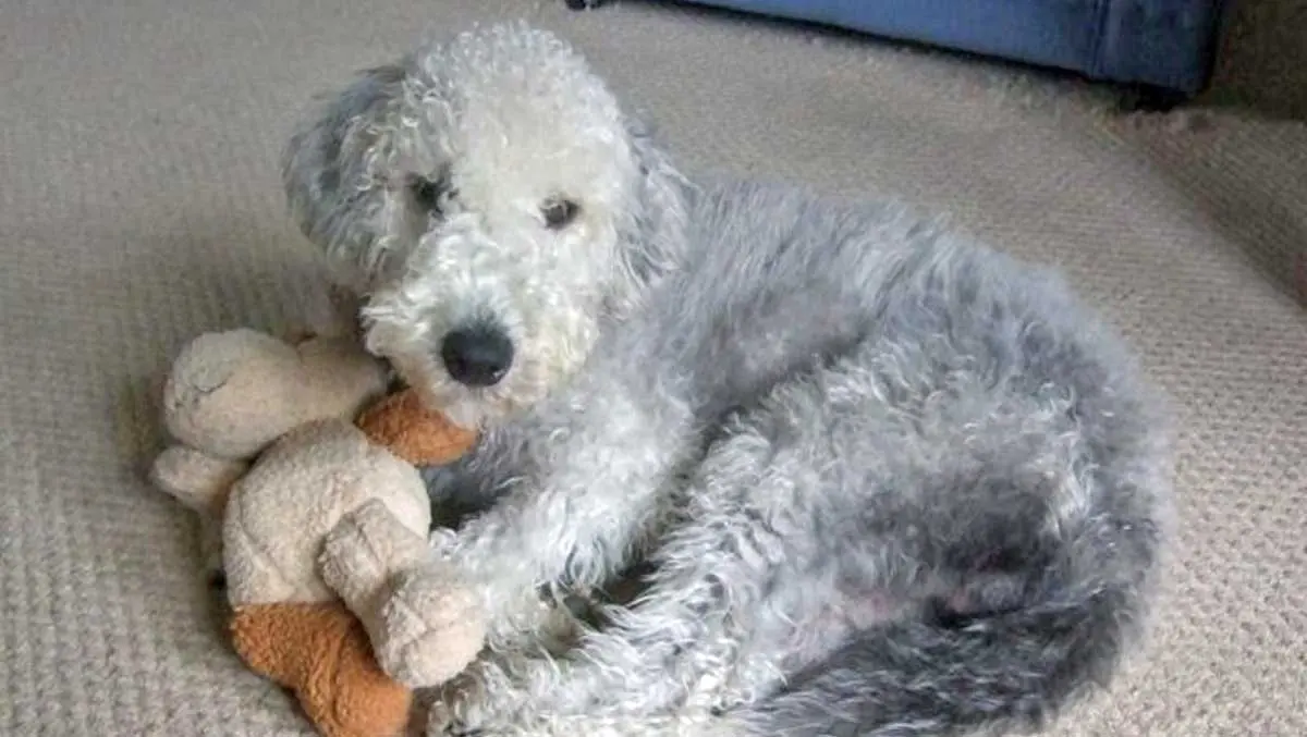 bedlington terrier puppy soft toy