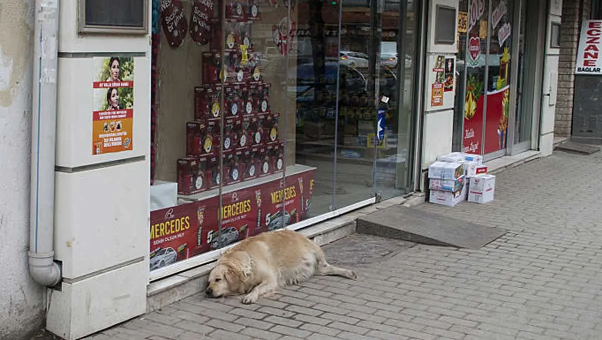golden retriever sleeping outside of store