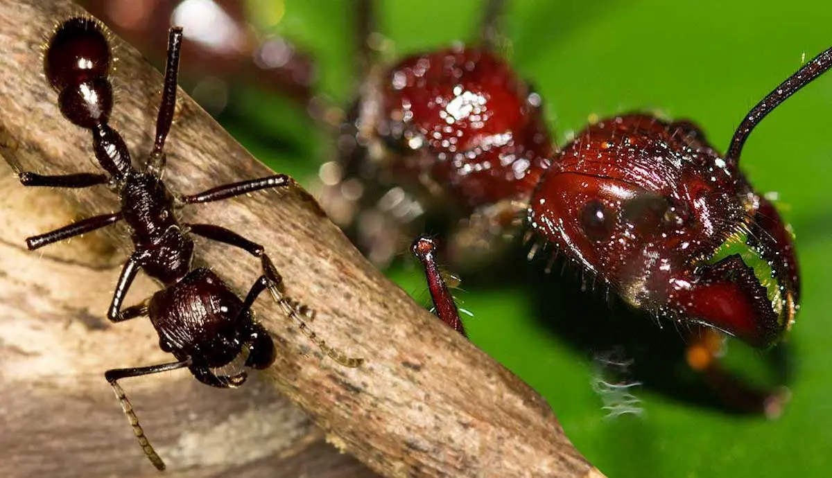 facts about bullet ant