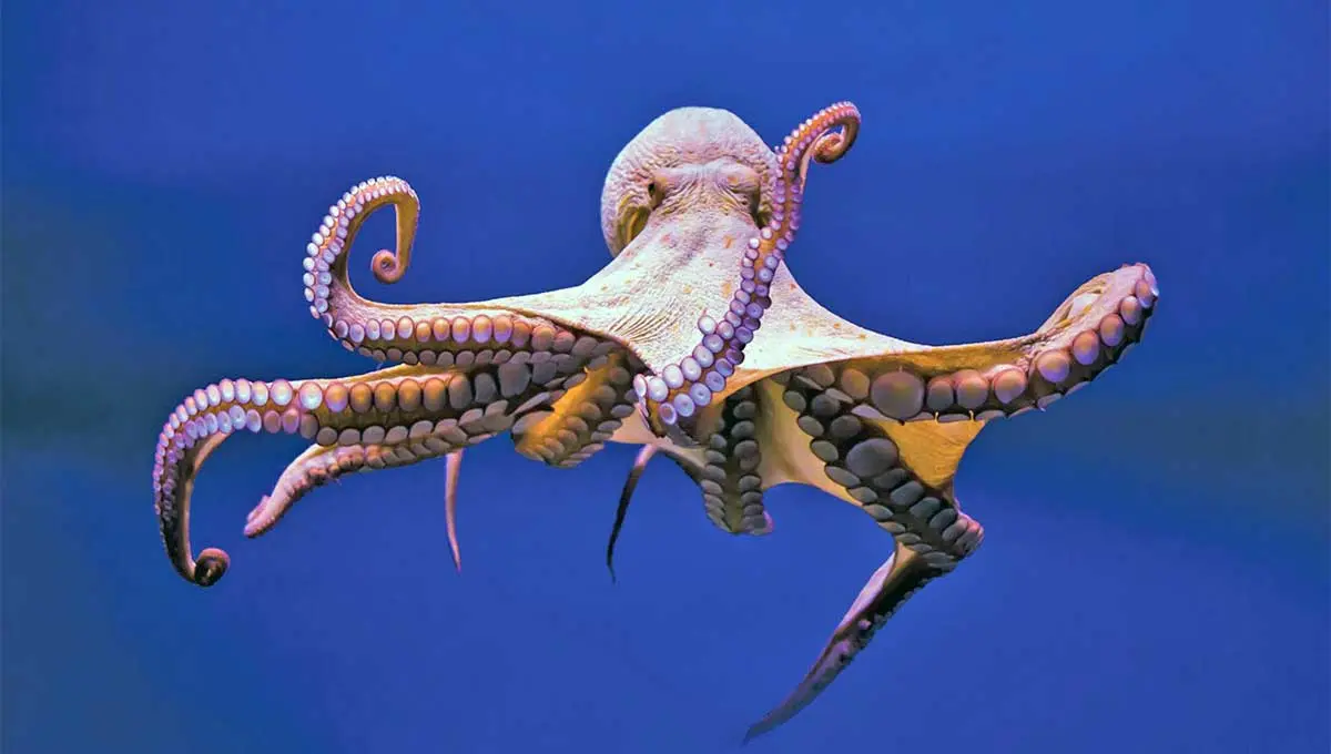 octopus swimming in open water
