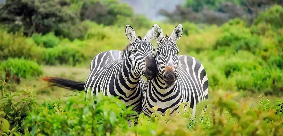 two zebras walking through green shrub