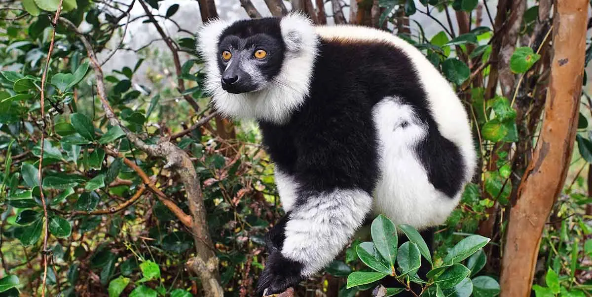 ruffed lemur in foliage