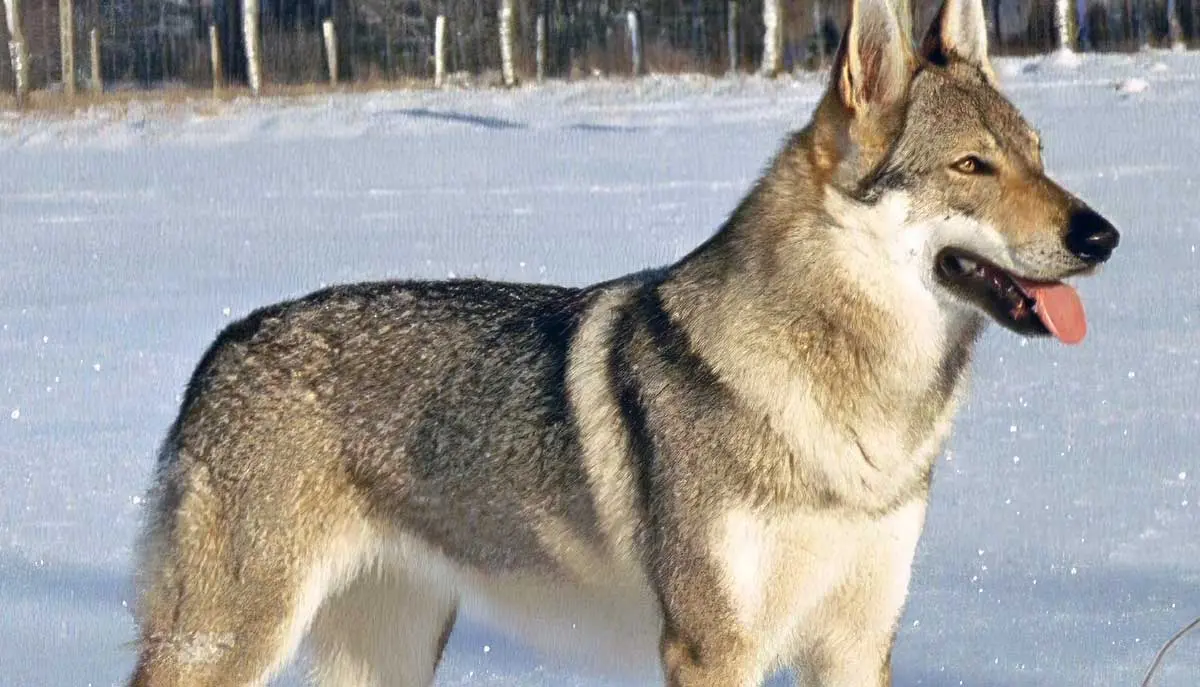 czechoslovakian wolf dog snow