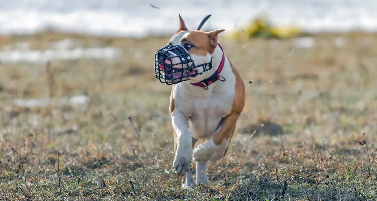 brown and white pitbull running with muzzle on its face