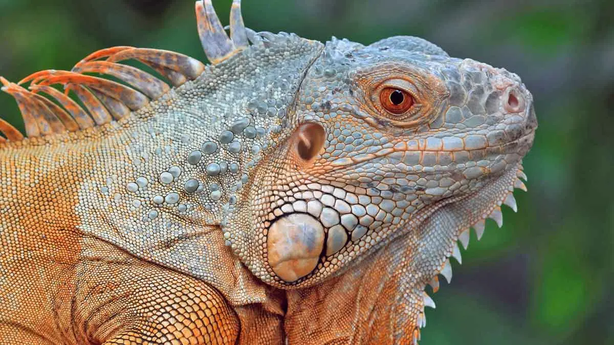 iguana age