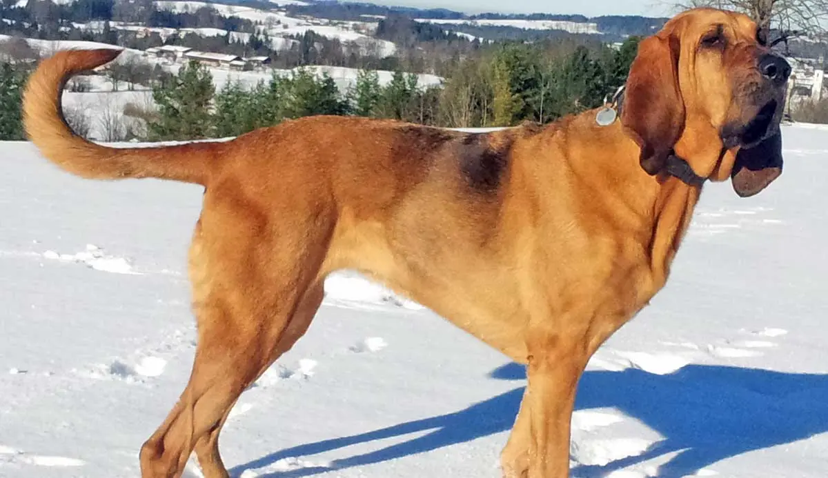 bloodhound breed standard