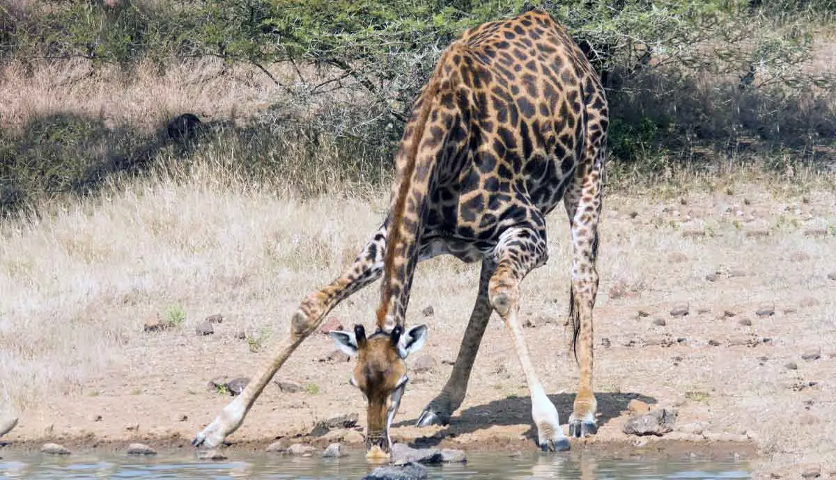 giraffe drinking