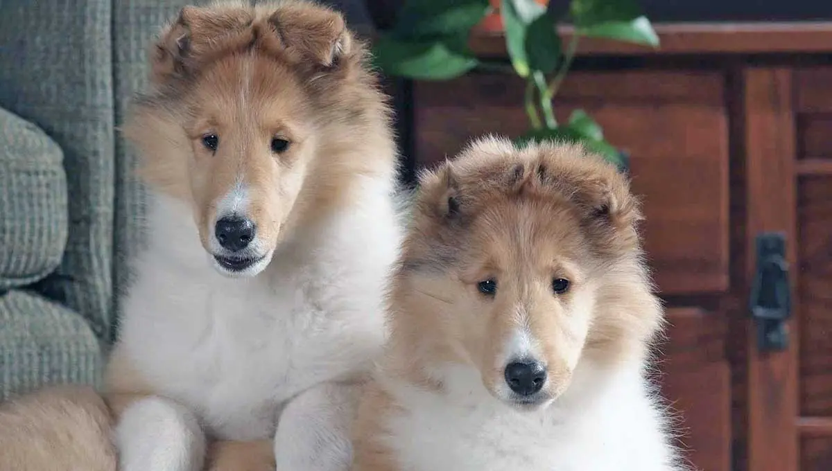 sable white rough collie puppies