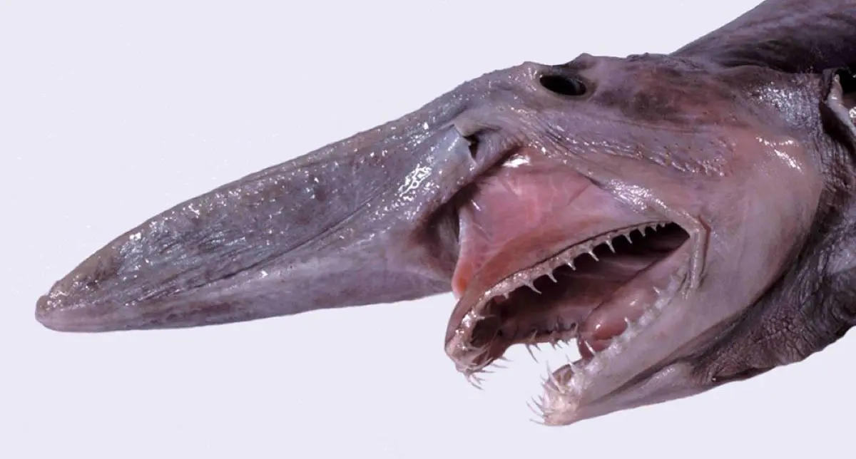 juvenile goblin shark mitsukurina owstoni