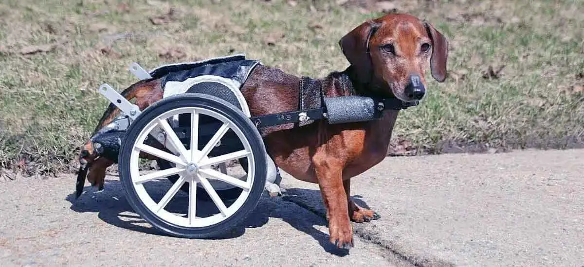 dachshund in wheelchair