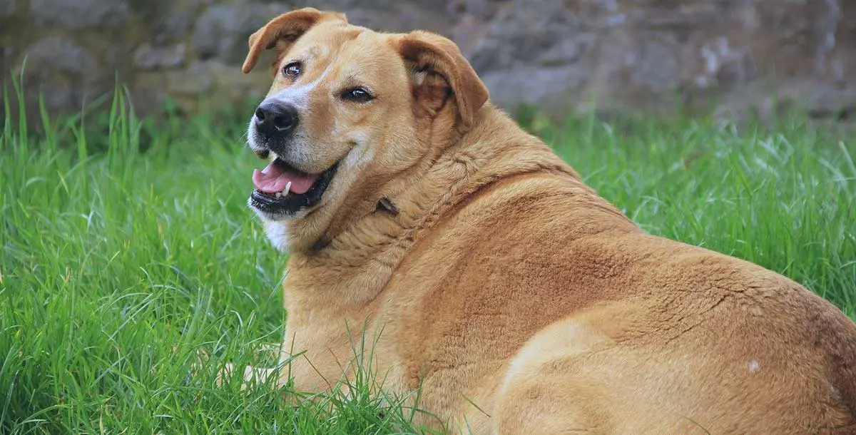 golden retriever dog overweight