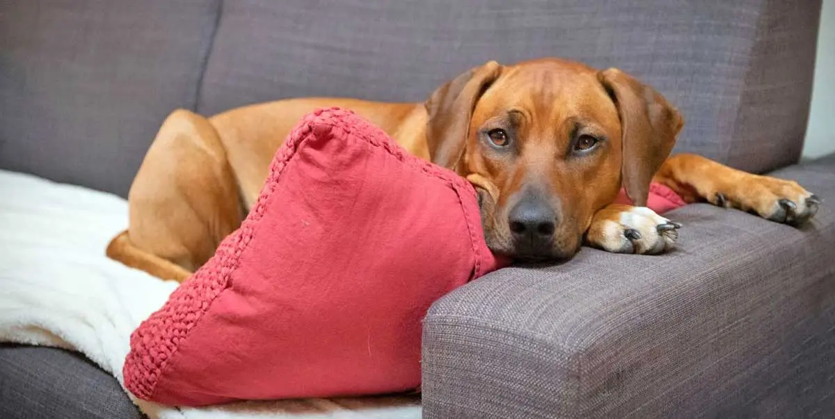 ridgeback on couch