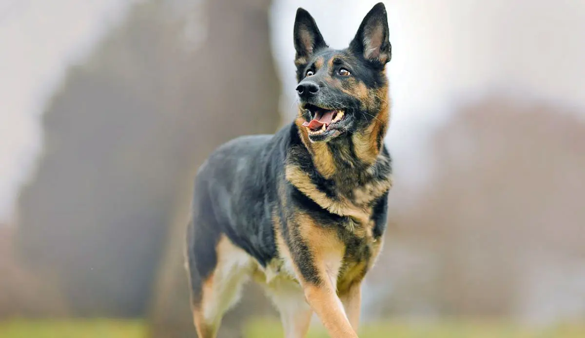 german shepherd walking