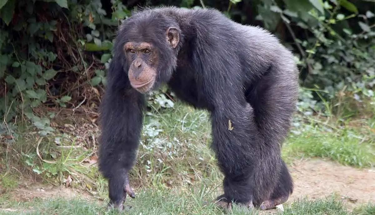 chimp hunched over walking
