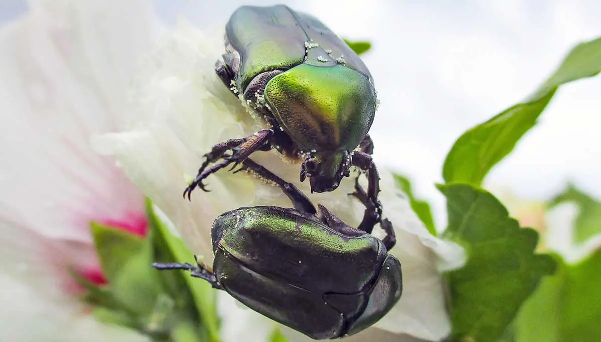 stunning green beetles up close on flower