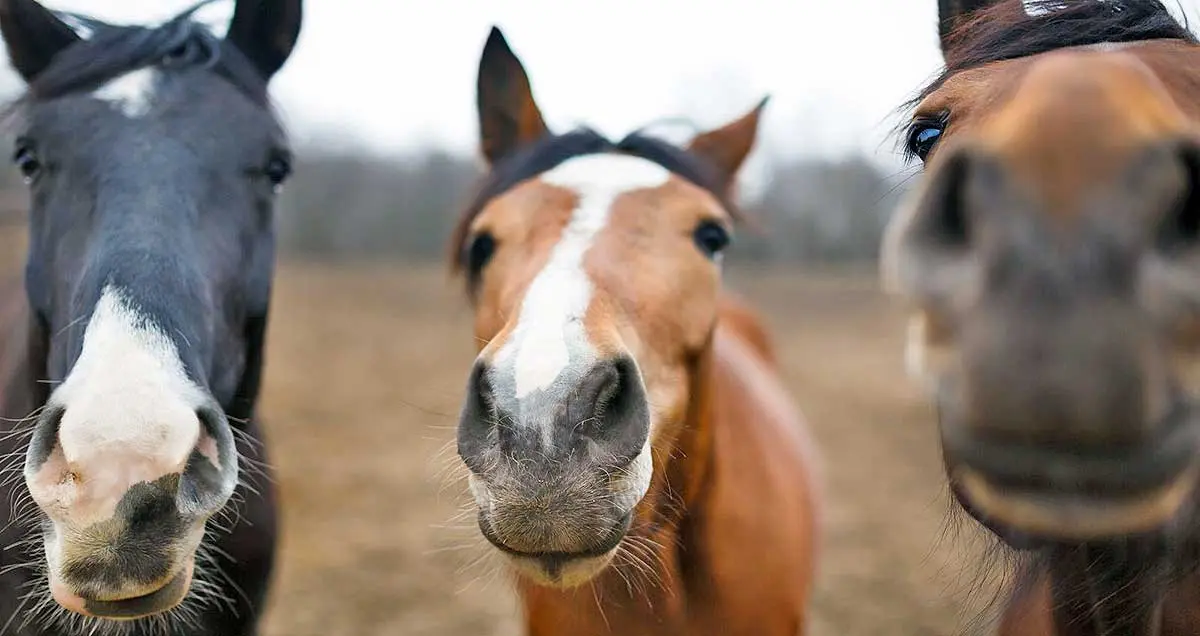 horses