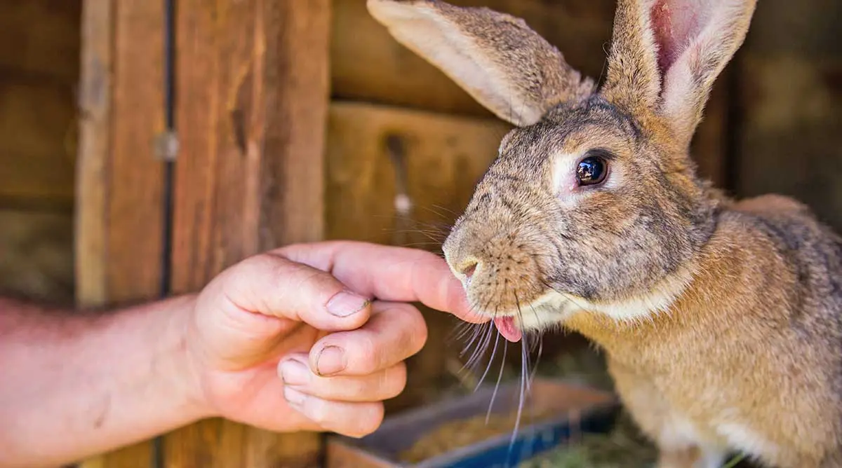 Rabbit licking hand.jpg