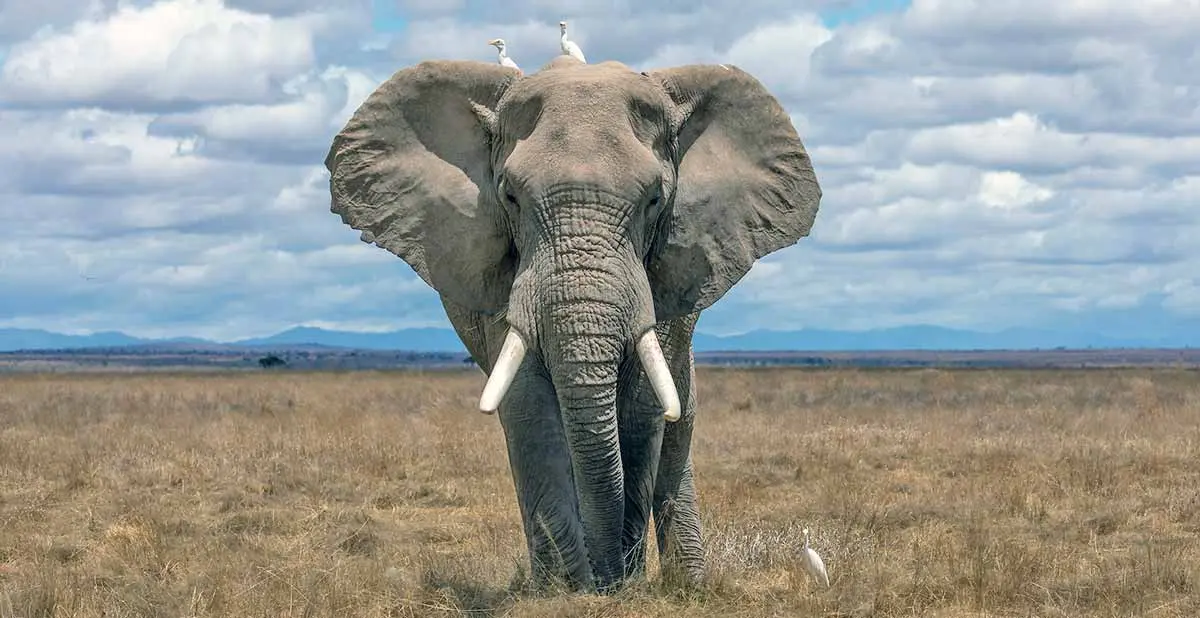 large elephant facing camera walking through dry grass