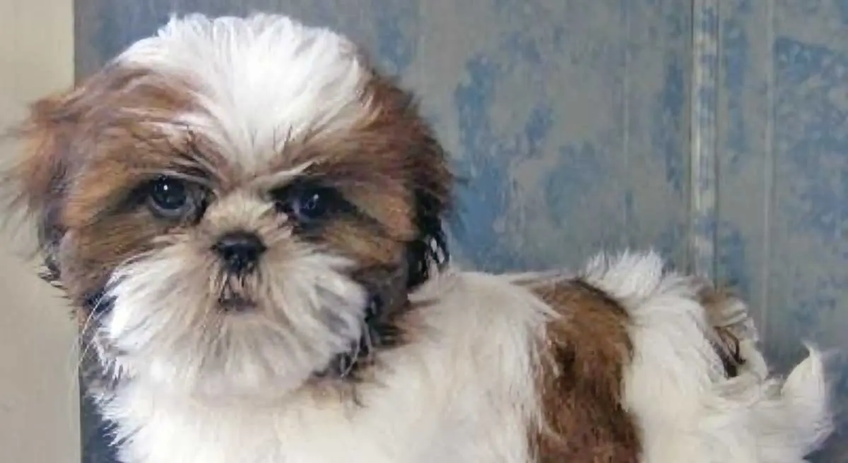 shih tzu puppy standing blue table