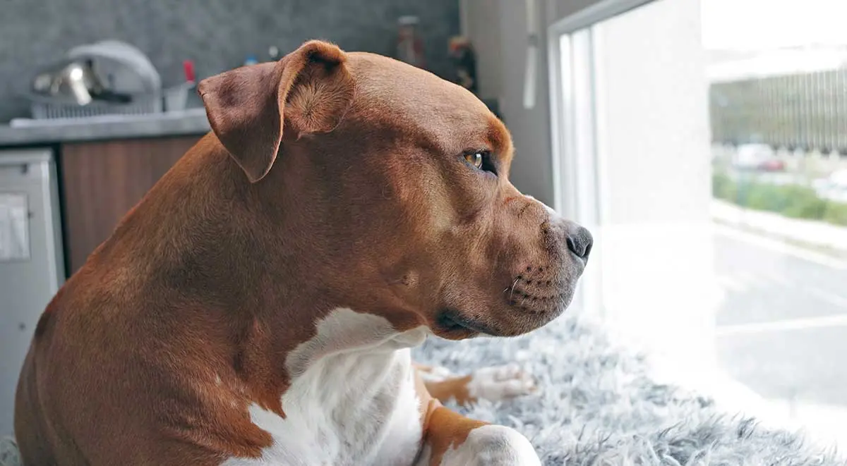 brown pitbull face looking out window