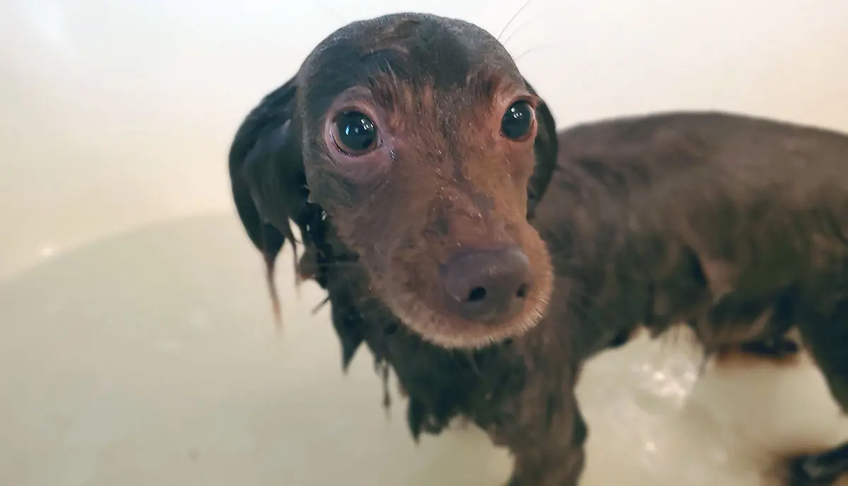 brown dog bath
