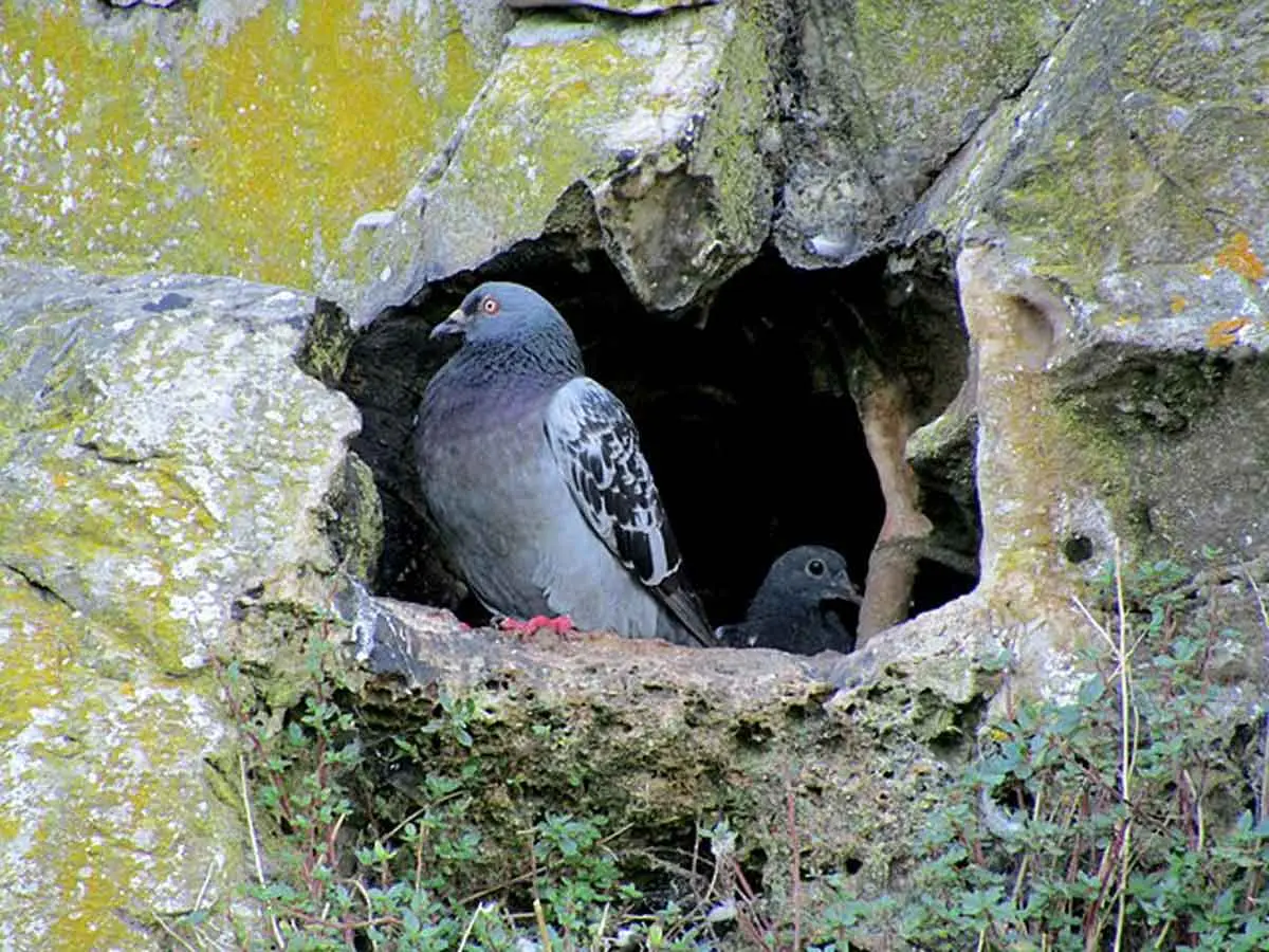 pigeon on a cliff with babies
