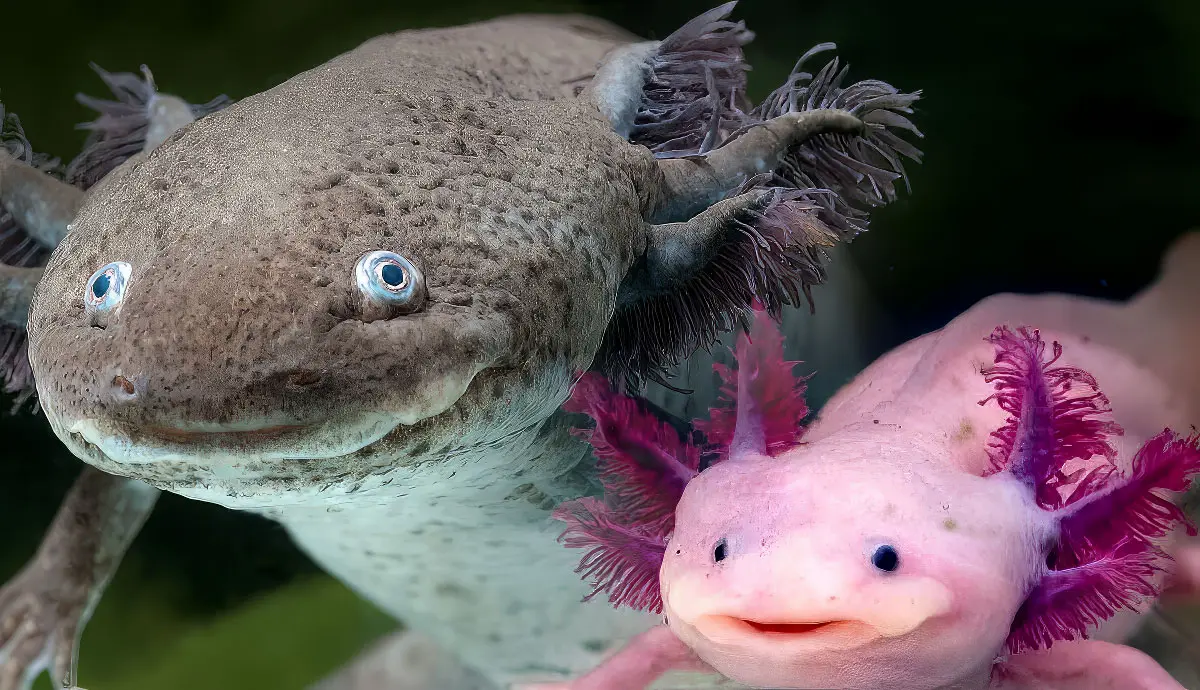 are axolotls easy to care for
