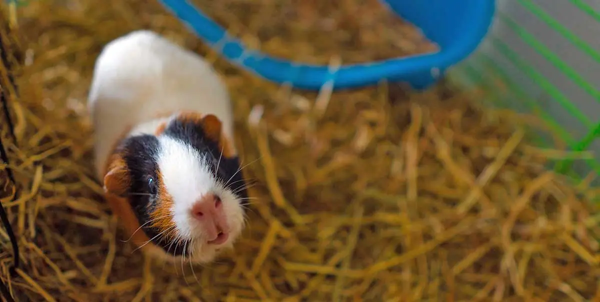 guinea pig with litter box