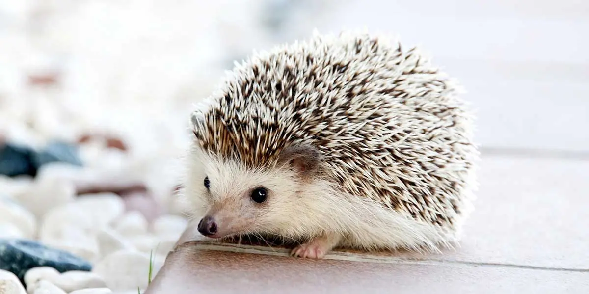 hedgehog on pavement