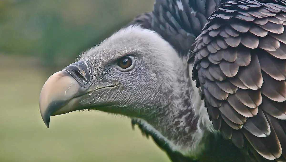 grey vulture face