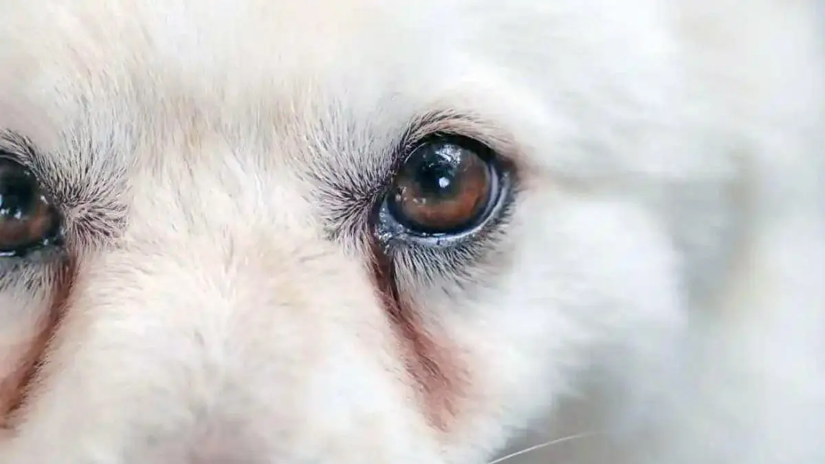 Up Close of White Dog Eyes with Tear Stains