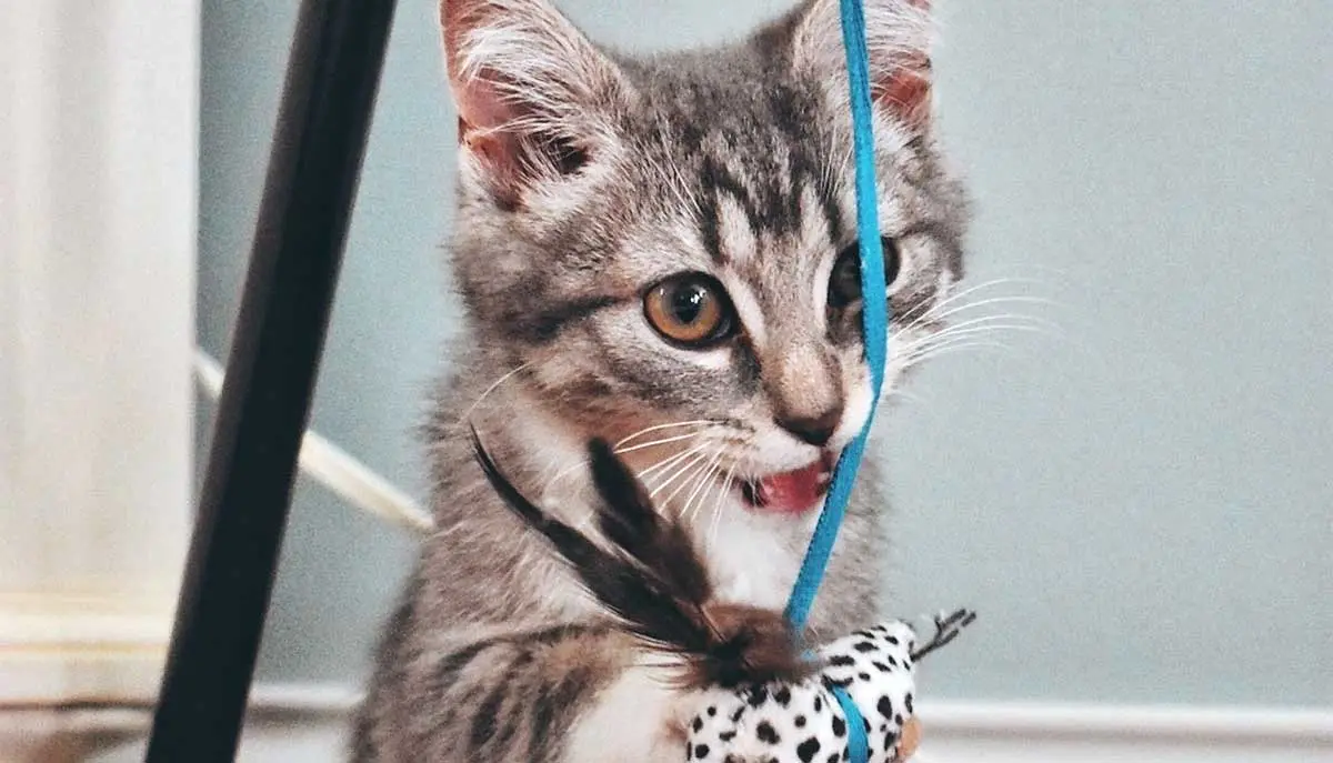 grey tabby kitten biting toy