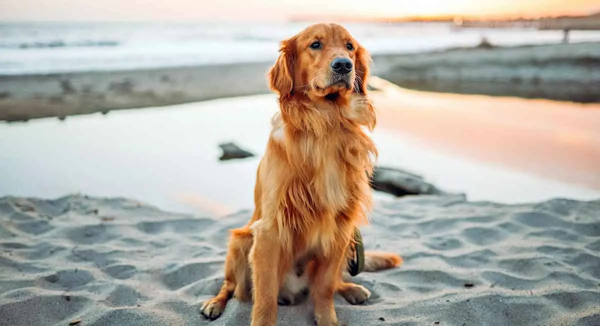 golden retriever sitting on sand