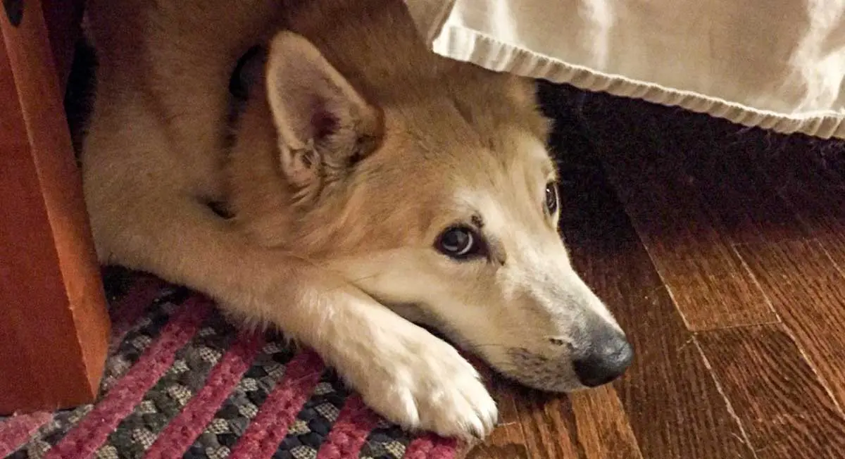Anxious Dog Lying and Hiding Under Bed