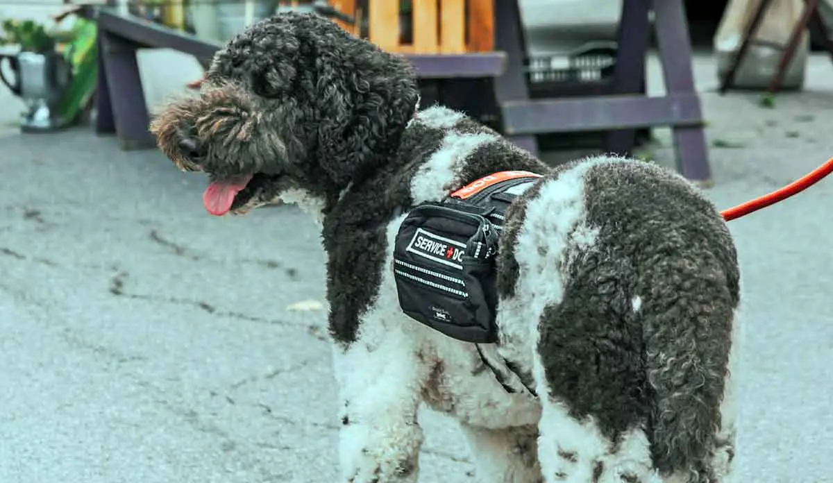 black and white poodle service dog