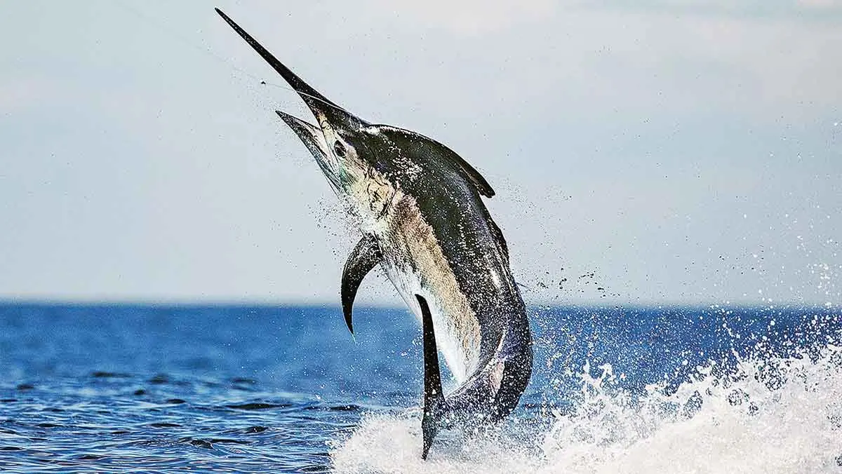 black marlin leaping out of the sea