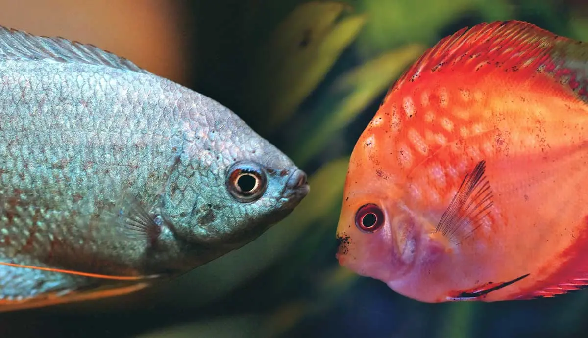 fish that live the longest in an aquarium