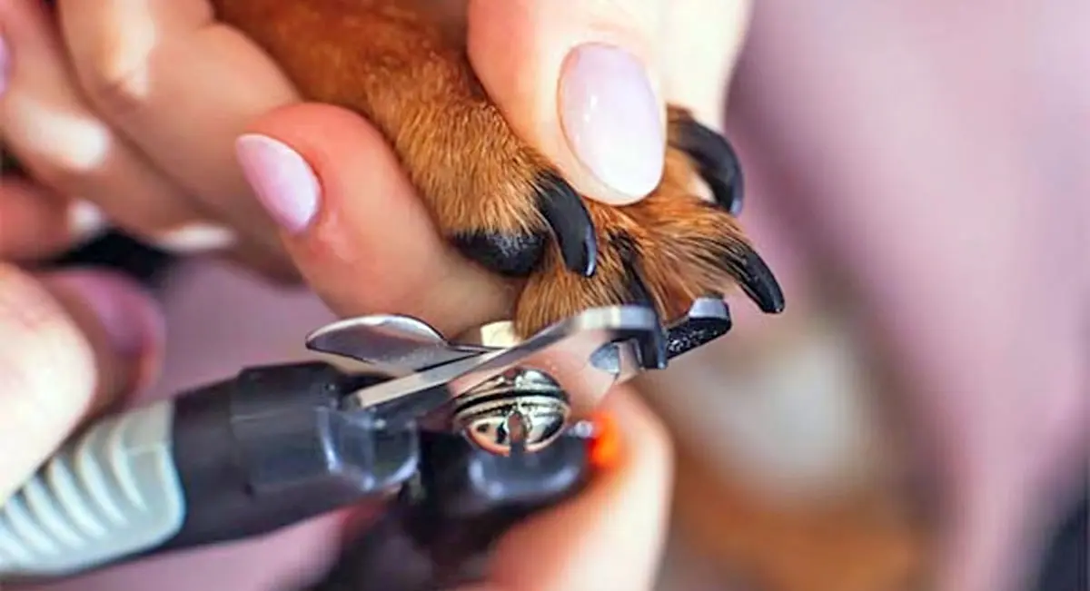 dog paw claw clipper