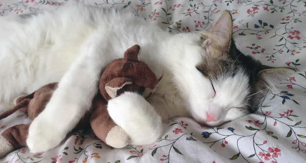 white brown cat sleeping toy