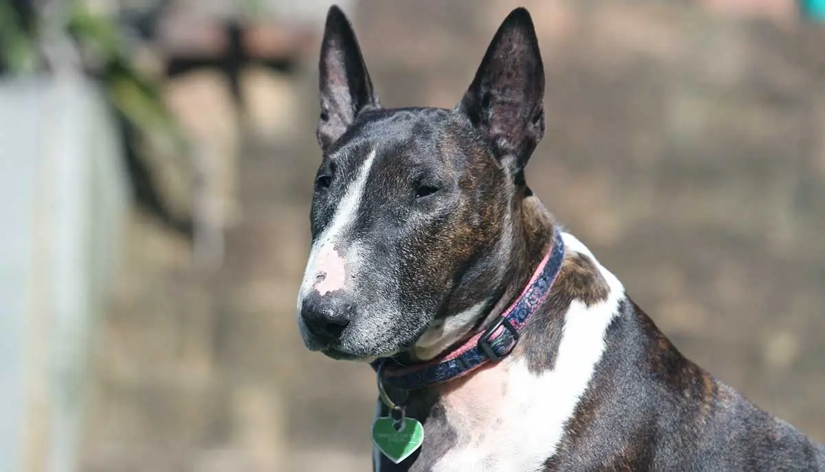 brindle and white bull terrier