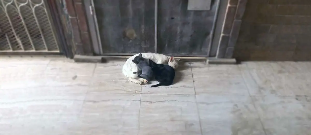 feral kittens sleep with mom