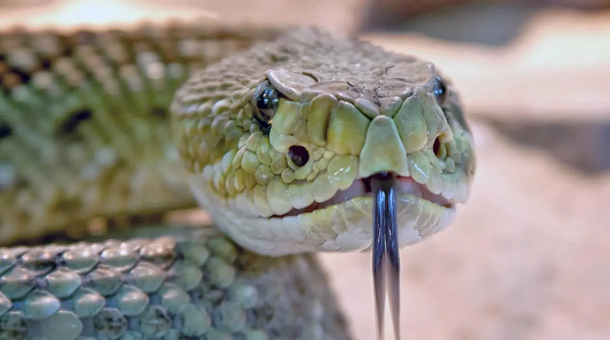 speckled rattlesnake with its tongue out