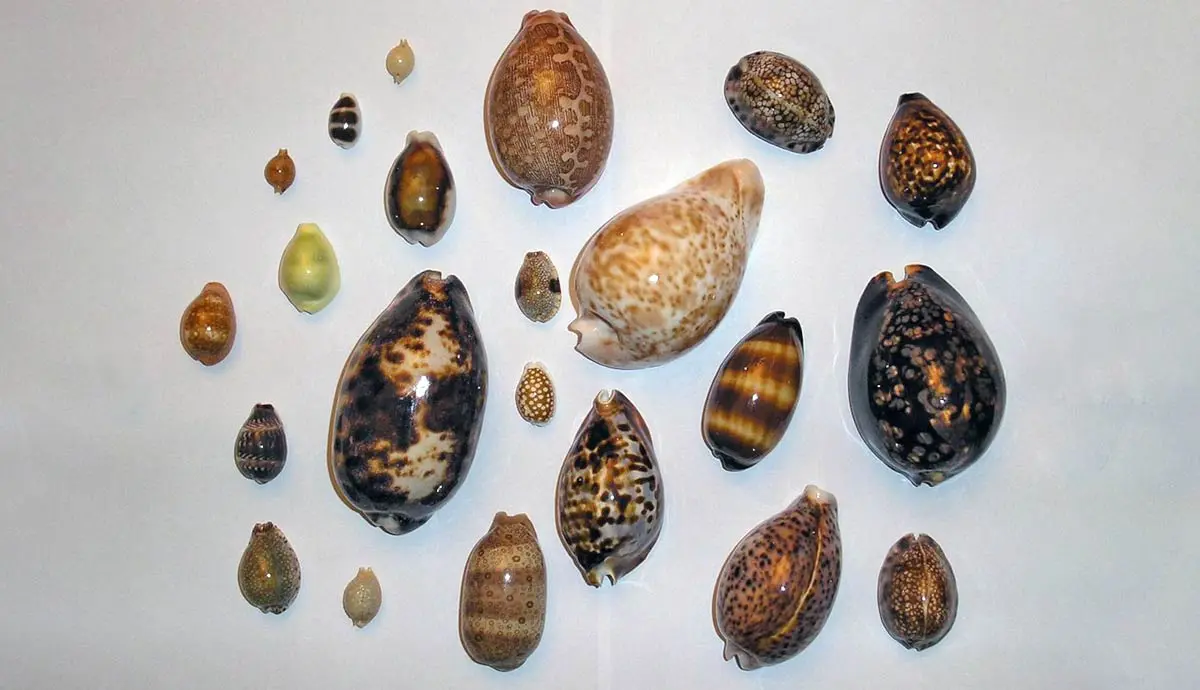 different cowry shells