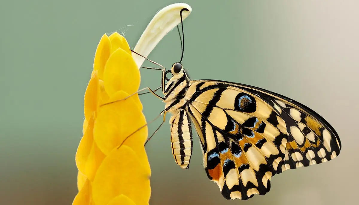 butterfly sitting on a yellow flower